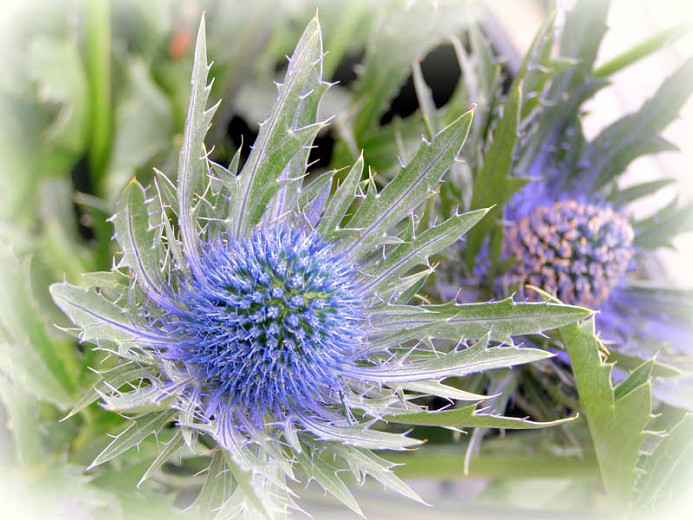 Learn How To Plant, Care, and Grow Spectacular Sea Holly (Eryngium)